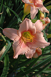 Strawberry Swirl Daylily (Hemerocallis 'Strawberry Swirl') at Lakeshore Garden Centres