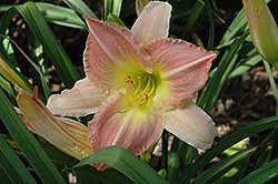 Painter's Poet Daylily (Hemerocallis 'Painter's Poet') at Lakeshore Garden Centres