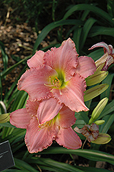 Vien Rose Daylily (Hemerocallis 'Vien Rose') at Lakeshore Garden Centres