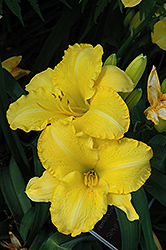 Leo Lion Daylily (Hemerocallis 'Leo Lion') at Lakeshore Garden Centres