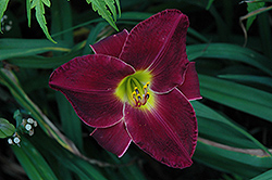 Night Town Daylily (Hemerocallis 'Night Town') at Lakeshore Garden Centres