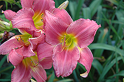 Sheik Of Araby Daylily (Hemerocallis 'Sheik Of Araby') at Lakeshore Garden Centres