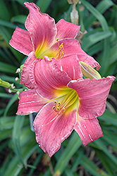 Monsignor Daylily (Hemerocallis 'Monsignor') at Lakeshore Garden Centres