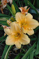 Sculptured Wax Daylily (Hemerocallis 'Sculptured Wax') at Lakeshore Garden Centres