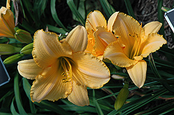 Ballet Belle Daylily (Hemerocallis 'Ballet Belle') at Lakeshore Garden Centres