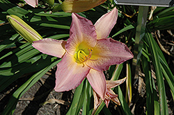 Palace Pearls Daylily (Hemerocallis 'Palace Pearls') at Lakeshore Garden Centres