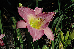 Ilonka Daylily (Hemerocallis 'Ilonka') at Lakeshore Garden Centres