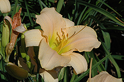 Precious Princess Daylily (Hemerocallis 'Precious Princess') at Lakeshore Garden Centres