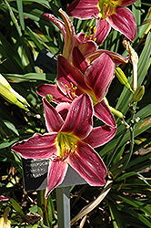 Jade Star Daylily (Hemerocallis 'Jade Star') at Lakeshore Garden Centres