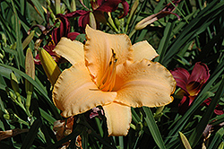 Persian Peach Daylily (Hemerocallis 'Persian Peach') at Lakeshore Garden Centres