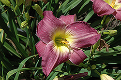 Empress Seal Daylily (Hemerocallis 'Empress Seal') at Lakeshore Garden Centres