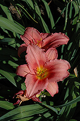 Terpsichore Daylily (Hemerocallis 'Terpsichore') at Lakeshore Garden Centres