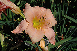 First Waltz Daylily (Hemerocallis 'First Waltz') at Lakeshore Garden Centres