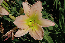 Kwan Yin Daylily (Hemerocallis 'Kwan Yin') at Lakeshore Garden Centres