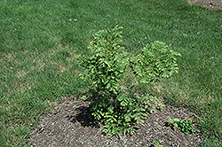 Snow Flurry Dawn Redwood (Metasequoia glyptostroboides 'Snow Flurry') at Lakeshore Garden Centres