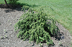 Gracilis Japanese Hemlock (Tsuga diversifolia 'Gracilis') at Lakeshore Garden Centres