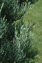 Hazel Smith Giant Sequoia (Sequoiadendron giganteum 'Hazel Smith') at Lakeshore Garden Centres
