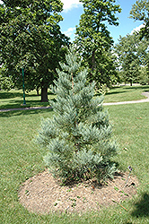 Hazel Smith Giant Sequoia (Sequoiadendron giganteum 'Hazel Smith') at Lakeshore Garden Centres