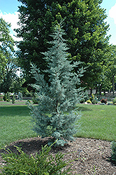 Blue Pyramid Cypress (Cupressus arizonica 'Blue Pyramid') at Lakeshore Garden Centres
