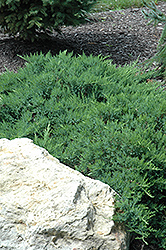 Broadmoor Juniper (Juniperus sabina 'Broadmoor') at A Very Successful Garden Center