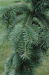 Graceful Grace Weeping Douglas Fir (Pseudotsuga menziesii 'Graceful Grace') at Lakeshore Garden Centres