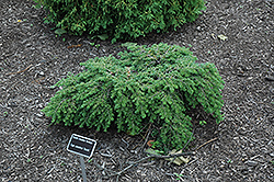 Gracilis Hemlock (Tsuga canadensis 'Gracilis') at Lakeshore Garden Centres