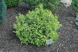 Vintage Gold Dwarf Moss Falsecypress (Chamaecyparis pisifera 'Vintage Gold') at Lakeshore Garden Centres