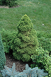 Rainbow's End Spruce (Picea glauca 'Rainbow's End') at Lakeshore Garden Centres