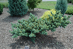 Fukuzumi White Pine (Pinus parviflora 'Fukuzumi') at Lakeshore Garden Centres