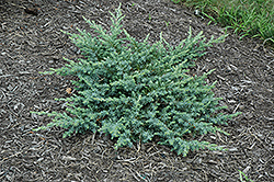 Silver Mist Juniper (Juniperus conferta 'Silver Mist') at Lakeshore Garden Centres