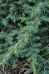 Silver Mist Juniper (Juniperus conferta 'Silver Mist') at Lakeshore Garden Centres