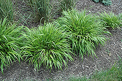 Nicolas Hakone Grass (Hakonechloa macra 'Nicolas') at Lakeshore Garden Centres