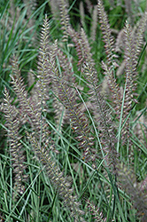Karley Rose Oriental Fountain Grass (Pennisetum orientale 'Karley Rose') at Lakeshore Garden Centres