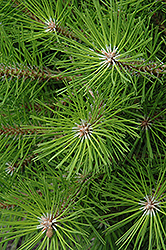 Low Glow Japanese Red Pine (Pinus densiflora 'Low Glow') at Lakeshore Garden Centres