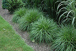 White Flowered Fountain Grass (Pennisetum caudatum) at Lakeshore Garden Centres