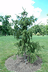 Red Tipped Norway Spruce (Picea abies 'Rubra Spicata') at Golden Acre Home & Garden