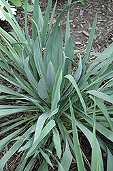 Hofer's Blue Adam's Needle (Yucca filamentosa 'Hofer's Blue') at Lakeshore Garden Centres