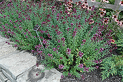 Herrenhausen Oregano (Origanum laevigatum 'Herrenhausen') at Lakeshore Garden Centres