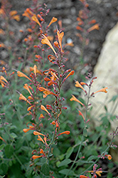 Tango Hyssop (Agastache aurantiaca 'Tango') at Lakeshore Garden Centres