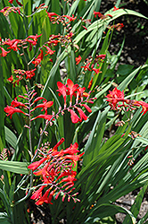 Emberglow Crocosmia (Crocosmia 'Emberglow') at Lakeshore Garden Centres