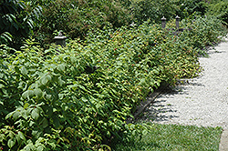 Heritage Raspberry (Rubus 'Heritage') at Mainescape Nursery