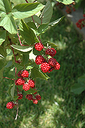 Heritage Raspberry (Rubus 'Heritage') at Mainescape Nursery