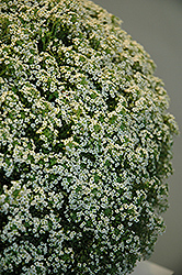 White Knight Alyssum (Lobularia maritima 'White Knight') at Lakeshore Garden Centres