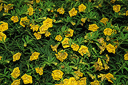MiniFamous Double Yellow Calibrachoa (Calibrachoa 'MiniFamous Double Yellow') at A Very Successful Garden Center