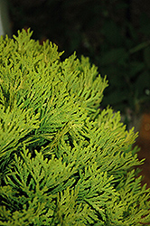 Anna's Magic Ball Arborvitae (Thuja occidentalis 'Anna Van Vloten') at Lakeshore Garden Centres