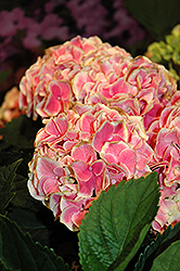 Edgy Hearts Hydrangea (Hydrangea macrophylla 'Horheart') at Lakeshore Garden Centres