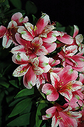Inca Sweety Alstroemeria (Alstroemeria 'Koncasweet') at Lakeshore Garden Centres