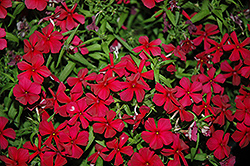 Phloxy Lady Strawberry Annual Phlox (Phlox 'Phloxy Lady Strawberry') at Lakeshore Garden Centres