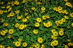Sunvy Top Gold Creeping Zinnia (Sanvitalia procumbens 'Sunvy Top Gold') at Lakeshore Garden Centres