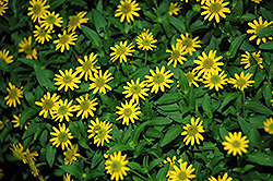 Sunvy Yellow Steel Creeping Zinnia (Sanvitalia procumbens 'Sunvy Yellow Steel') at Lakeshore Garden Centres
